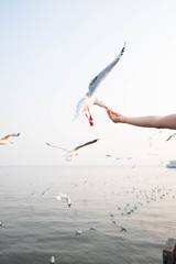 Fototapeta na wymiar Feeding Seagull