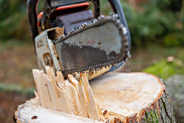 chainsaw on fresh tree stump