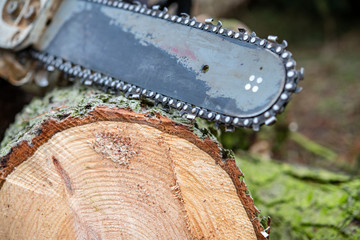 chainsaw on fresh felled tree