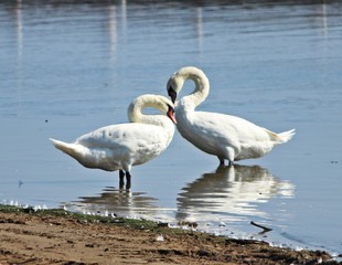 two swans in the lake