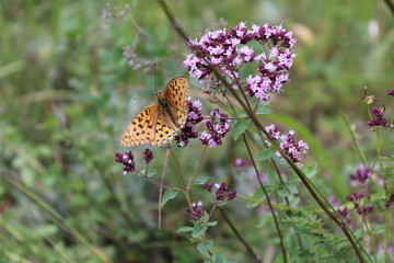 butterfly on flower