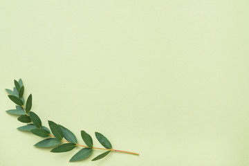 Fresh olive branch. Minimal plant layout. Copy space on green background. Flat lay.