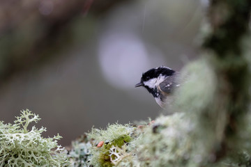Coal tit, Periparus ater, passerine bird, perched on snow on birch branches in winter, scotland.