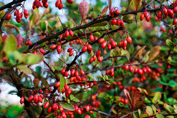Berberis in autumn garden.