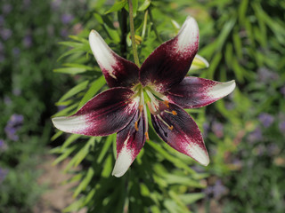 Gros plan sur fleur de lis asiatique ou lys oriental de couleur violet pourpre et blanc © Marc
