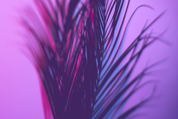 Neon purple palm leaves. Violet gradient background. Selective focus art concept.