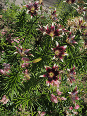 Lis asiatique 'Lilium Netty's pride' ou lys oriental au coeur violet-pourpre très sombre et l'extrêmité des pétales blanche