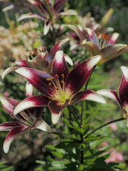 Gros plan sur fleur de lis asiatique ou lys oriental de couleur violet pourpre et blanc © Marc