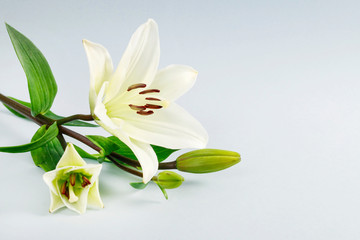 Fototapeta na wymiar White lilies on blue paper background