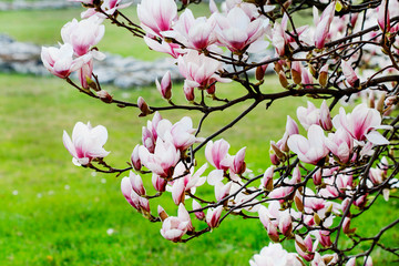 Magnolia blossom in the garden.