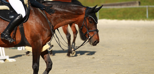 Horse in clipping relaxes after the exam in jumping tournament..