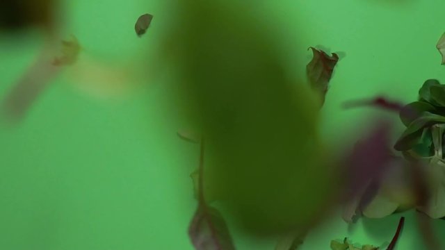 Macro video of mix of different fresh green salad leaves falling down on plate. Leaves of red and white radicchio, arugula, curled-leaved endive and frisee rotating isolated. green Background, Slow