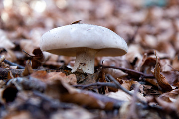 mushroom porcini in forest genuine food
