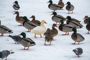 Wild duck mallard white rare mutant winter genetic mutation color 