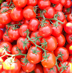 tomatoes on the vine
