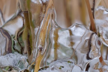 Zima - trzcina pokryta lodem