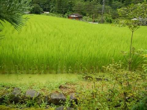Arrozales Jap&oacute;n