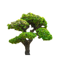 Ornamental plants Green Tree isolated at on white background of file with Clipping Path .