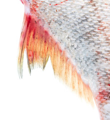 Tail of fish isolated on white background