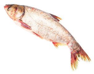 Silver carp fish isolated on white background