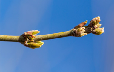 The leaves on the bud of the tree in spring