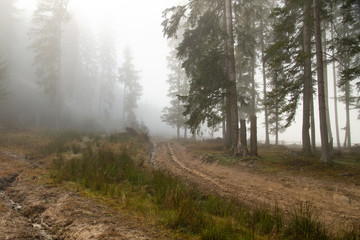 Obraz premium The sun's rays break through the fog