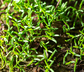 Green leaves of small plants in the ground in spring