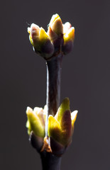 The leaves on the bud of the tree in spring