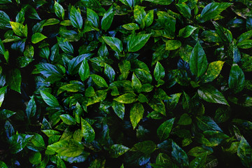 Green leaves background. Green leaves color tone dark  in the morning. Tropical...