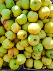 background of green apples