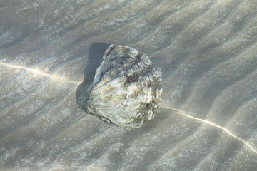 sea shell under water