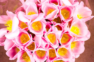 Obraz na płótnie Canvas spring flowers banner - bunch of pink tulip flowers.