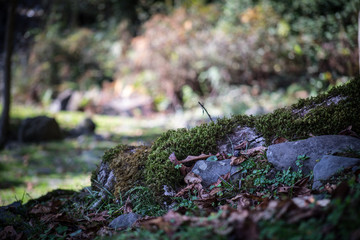 Cracked bark of the old tree overgrown with green moss in autumn forest. Selective focus. Azerbaijan