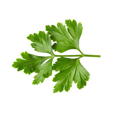 Bunch leaves parsley isolated over white background