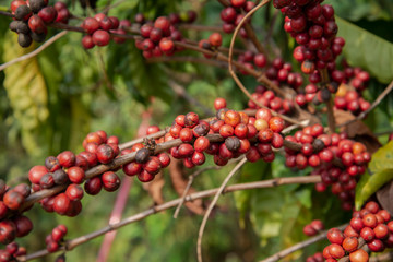 Coffee bean on tree in the plant agriculture background