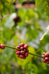 Coffee bean on tree in the plant agriculture background