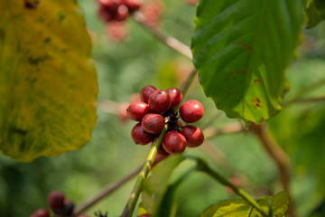 Coffee bean on tree in the plant agriculture background