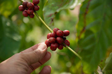 Hand picking coffee in the plant