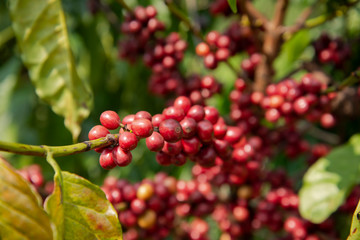 Coffee bean on tree in the plant agriculture background