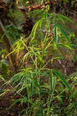 Marijuana in the plant