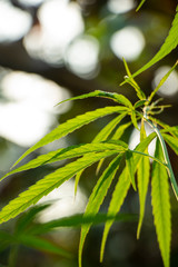 Fototapeta na wymiar Marijuana in the plant