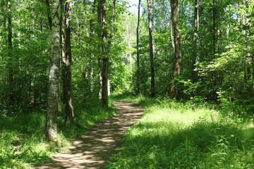 Obraz premium path in forest
