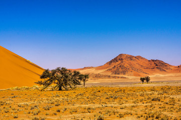 Beautiful landscape of a tree in the desert, Namibia