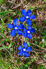 nahaufnahme von Blumen (Bayrischer Enzian) auf einer Wiese