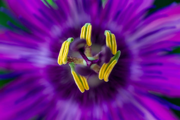 eine Nahaufnahme der Blüte einer violetten Passionsblume