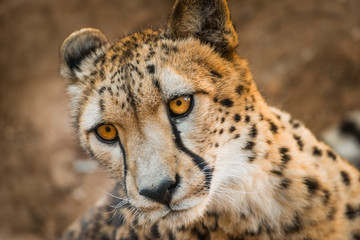 Close up animal portrait of Cheetah, African big cat, relaxing after having meal