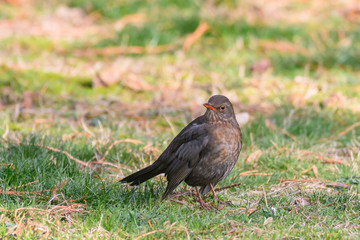 Amsel