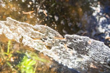 Unique background. Great desktop wallpaper. Beautiful natural texture. Ice and water mixed.
