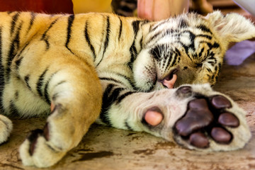 Nahaufnahme von einem kleinen Jungen Tiger beim schlafen