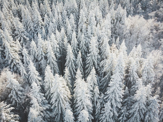 alberi innevati ripresi da drone